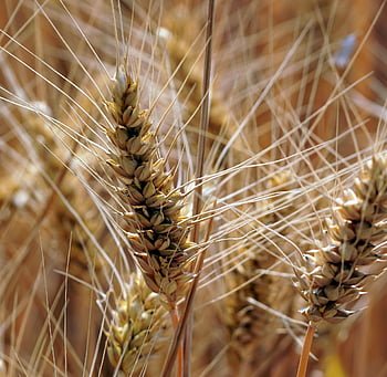 grain, crops, spike, grain Field, agriculture, summer, nature
