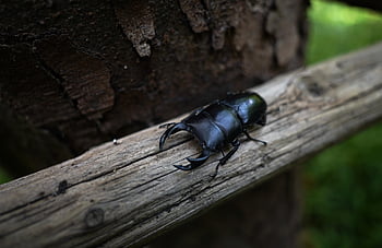 beetle, spade Beetle, stag Beetle, entomology, insect, species