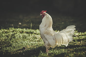 hen, chicken, nature, poultry, animal, bird, plumage, feathers, domestic, farm