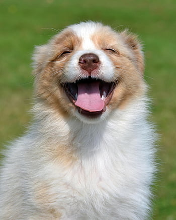 australian Shepherd, puppy, dog, pet, animal, domestic Dog, canine, mammal, cute, adorable, nature