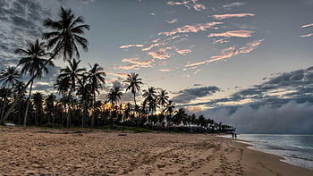 palm trees, beach shore, sunset, sunrise, serene beachscape, La Altagracia, Dominican Republic, sandy beach, ocean view, tropical landscape, coastal scenery