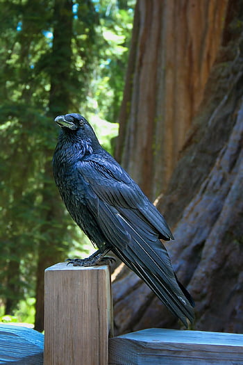 raven, bird, statue, nature, black Bird, sitting Bird, american Raven, bird In The Park, park