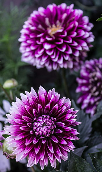 lila virágok, élénk lila dahlias, teljes virágzás, közeli nézet, buja zöld lombozat, dália virág, Lila dáliák, virágos fotózás, kerti virágok, természetfotózás, lila virágzás