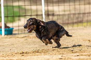 pes závod, Příroda, dostihy psů, pes běží, Pes, běží, běh, běžící pes, závody, daschund, zvíře