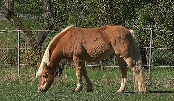 animal, horse, mammal, species, fauna, pasture, graze, meadow