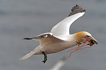 pták, severní gannet, mořský pták, Severní moře, helgoland, volně žijících živočichů, Příroda, zvíře