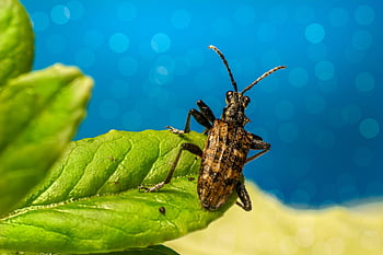 serangga, kumbang, ilmu serangga, jenis, makro, kumbang longhorn berbintik hitam, hama, invertebrata, arthropoda, rhagium mordax, merapatkan