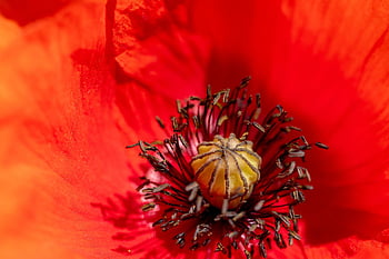 flower, poppy, cornflower, red Petals, flower Background, macro, beautiful Flowers, nature, close-up, flower Wallpaper, poppy Seed