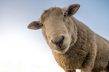 hnědá ovce, modrá obloha, detailní záběr, zvědavé ovce, otevřené pole, během dne, zaměření fotografie, hledící ovce, zobrazení kamery, venkovní scénu, přírodní prostředí