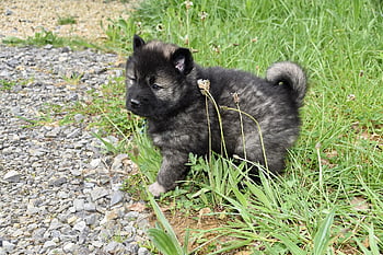 개, 강아지, 어린 개 eurasier, 남성 성가신 검은 마스크, 강아지 베이더, 동물, 홀딱 반할 만한, eurasier 강아지, 착한 애, 유라 제 강아지 나코, 어두운 검은 담비
