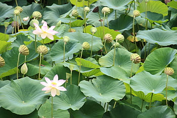 zen, lotus, garden, water Lilly, plant, meditation, nature, relaxation, natural, green, flowers