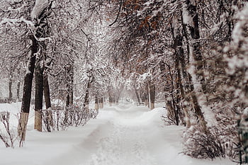zimní, sníh, Příroda, mráz, Studený, stromy, poboček, bílý, krajina, sněžení