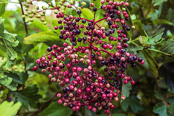 elderflower, elder, fall, leaves, juice, nature, foliage, flora