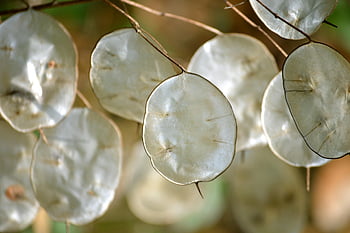 lunaria Biennale, judaspenning, silver Dollar Bush, money Plant, plant, lunaria Annua, nature, ornamental Plant, silver Leaves, cruciferous, leaves