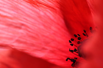 poppy, flower, pistil, red Poppy, klatschmohn, red Flower, petals, red Petals, bloom, blossom, flora