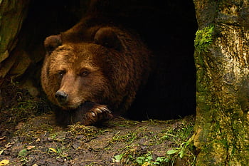 bear, brown Bear, hibernation, animal, mammal, nature, wildlife, bear's Den