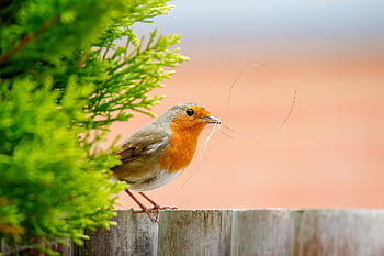 robin, bird, perched, perched Bird, beak, feathers, plumage, ave, nature, avian, ornithology