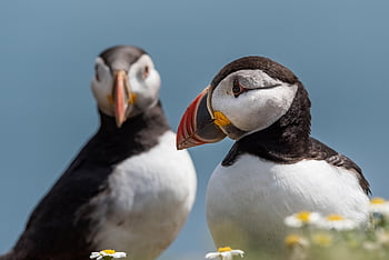 puffins, pták, Příroda, volně žijících živočichů, mořský pták