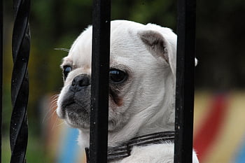 dog, doggy, puppy, white, pretty, sweet, hair, pet, animal, young, fur