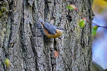 นก, เอเชียตะวันออกเฉียงใต้, ไม้ Nuthatch, ไต่, ต้นไม้, นกวิทยา, ธรรมชาติ, สายพันธุ์, จะงอยปาก, สัตว์