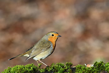 robin, bird, nature, winter, songbird, wildlife, ornithology, bird Watching, animal