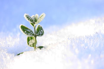 plant, snow, winter, cold, frost, nature, wintry, snowflakes, snowed In, ice Crystals, frozen