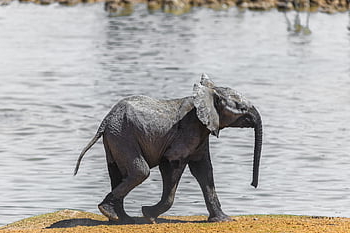 slon, namibie, dítě, voda, Afrika, národní park, savec, etosha, Příroda, suchý, safari