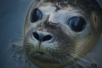 foca, animale, mammifero marino, sigillo comune, natura, creatura marina, mammifero, avvicinamento