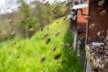 bees, insects, honey Bees, beehive, honey, wings, hive, brood, hymenoptera, entomology, beekeeping