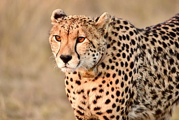 ghepardo, animale domestico, predatore, Africa, safari, gatto, animale, grande gatto