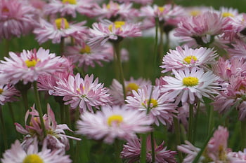 blomster, tusindfryd, Mark, farverige daisy, forår blomster, flor, prydplanter, natur, planter, flora, enge