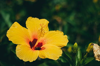 hawaii, beautiful Flowers, yellow, flower Background, flower, flower Wallpaper, tropical, summer, nature, spring