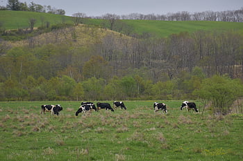 cows, herd, field, pasture, grazing, animals, cattle, livestock, hill, mountain, rural