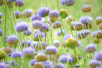jasione Montana, flowers, flower Background, blue Flowers, flower Wallpaper, bloom, blossom, plants, beautiful Flowers, field, grass