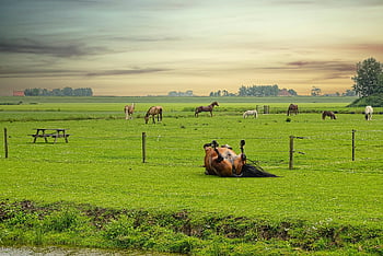 horses, pasture, animals, landscape, nature, clouds, ranch, farm