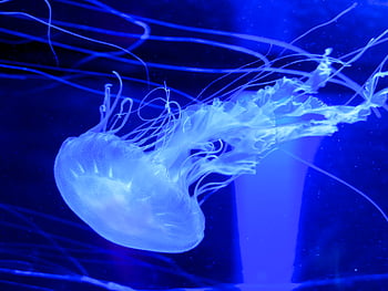 jellyfish, background, water, abstract, sea, ocean, animal, aquarium, creature, marine, swimming
