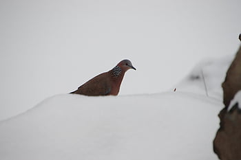 pták, Bead Neck Dove, ornitologie, druh, fauna, ptačí, zvíře, skvrnitá holubice, streptopelia chinensis, Příroda, sníh