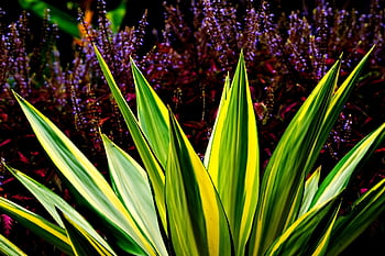 agave, plant, flora, nature, yellow Green Stripped Leaves