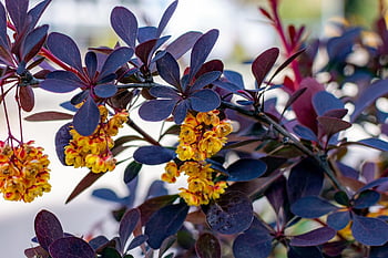 barberry, latar belakang bunga, barberry thunberg, alam, berberis thunbergii concorde, semak, dekoratif, dedaunan, ungu, bunga-bunga, kuning