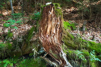rot, gammel, trerot, natur, tre, tre stubbe, slå opp