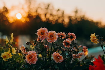detailní fotografie, květiny, dahlia květiny, Závalný západ slunce, zářící květiny, fotografování západu slunce, květinové fotografie, fotografování přírody, venkovní fotografie, zahradní květiny, květ detail