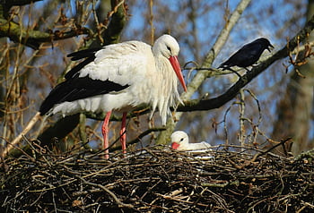 stork, nature, wading Bird, animal, nest, ciconia Ciconia, wildlife, beak, feather, plumage, crow