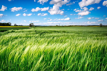 field, grass, rural, meadow, wind, farm, farmland, cropland, agriculture, countryside, landscape
