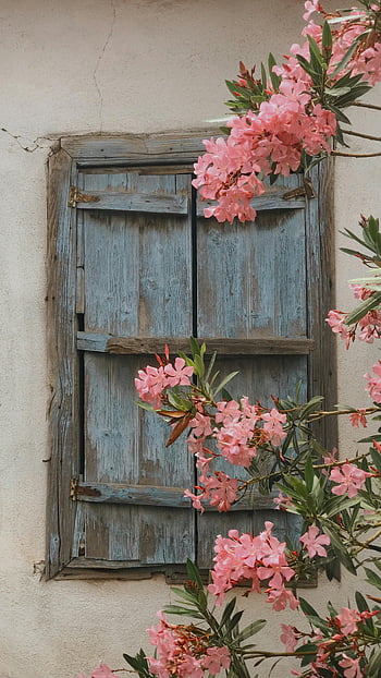 květiny, rustikální okno, modré okno, Vibrující růžový oleander, Vintage Charm, rustikální kouzlo, venkovní květiny, okenní rám, květinové scény, růžový oleandr, rustikální modré okno