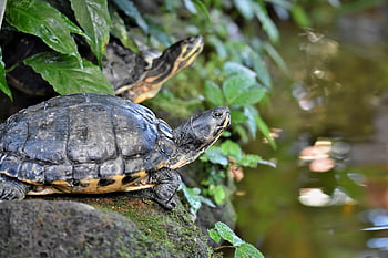 tortoise, water Turtle, reptile, armored, turtle Head, water, tropical, nature, pond, animal, slow