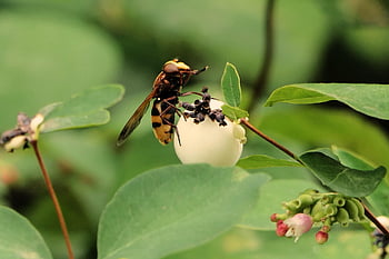 vurgulu sinek, çiçek sineği, sifir sineği, Bahçe, böcek, doğa, bitki, yeşillik, kapatmak, hoverfly