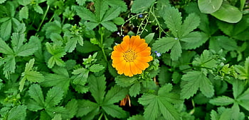 flower, petals, stem, plants, buds, nature, bloom, flora, botany, dainty, delicate