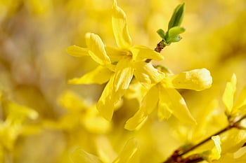 forsythia, Zlatý šeřík, zlatovlásky, Příroda, okrasný keř, rostlina ukazatele, žluté květy, kvetoucí větev, okvětní lístky, kvetoucí, moře květin