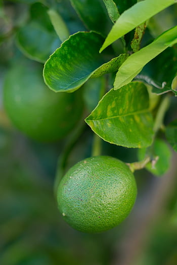 citrón, ovoce, strom, čerstvý, zdravý, šťavnatý, jídlo, kyselý, Příroda, vitamíny, detox