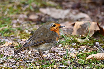 bird, feed, park, nature, winter